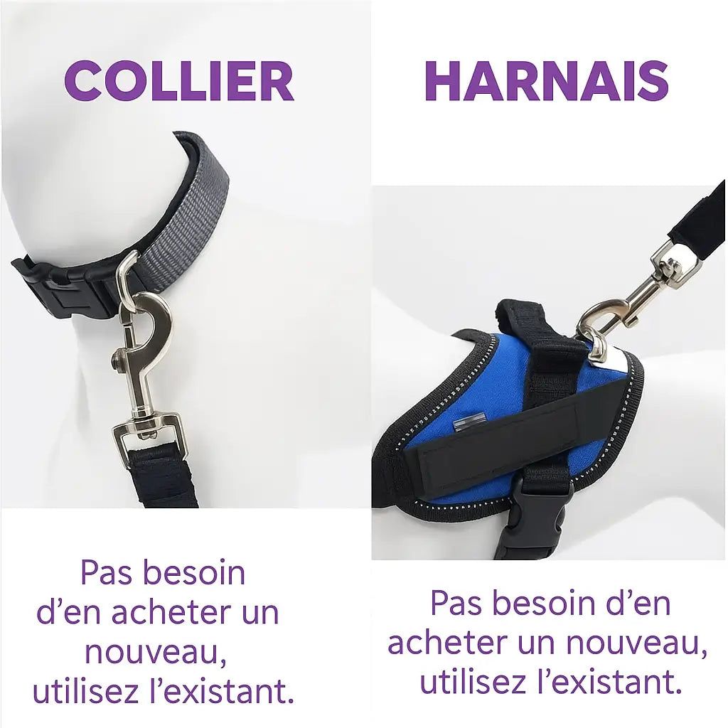 Ceinture de Sécurité pour Chien