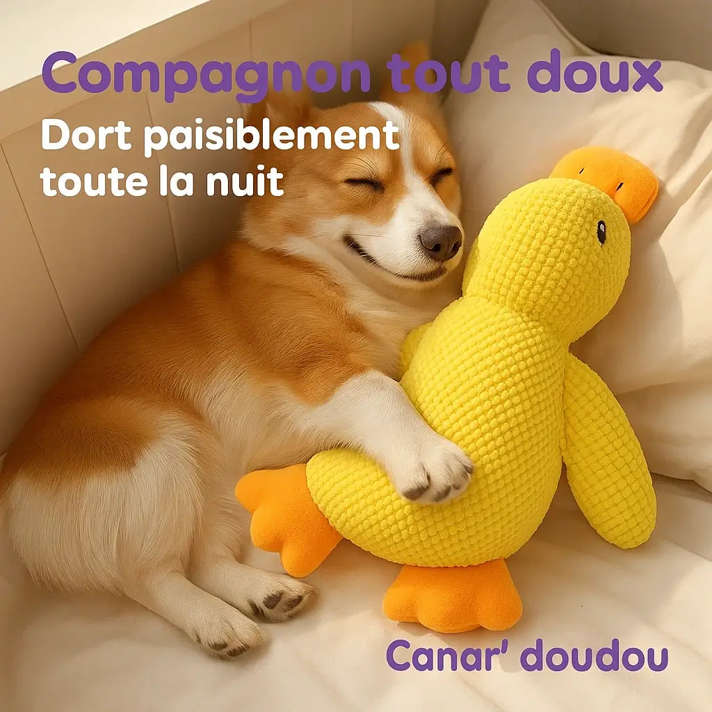 Compagnon Canard Couineur