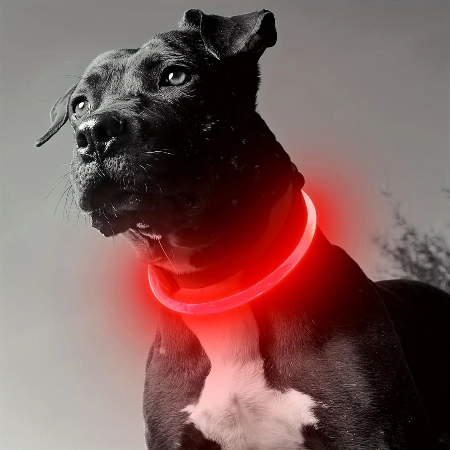 Collier Lumineux LED â Rechargeable USB
