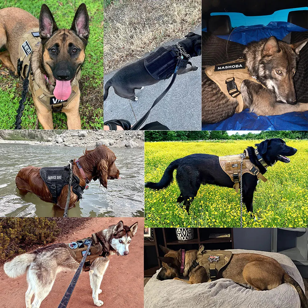 Harnais Tactique – pour Grands Chiens