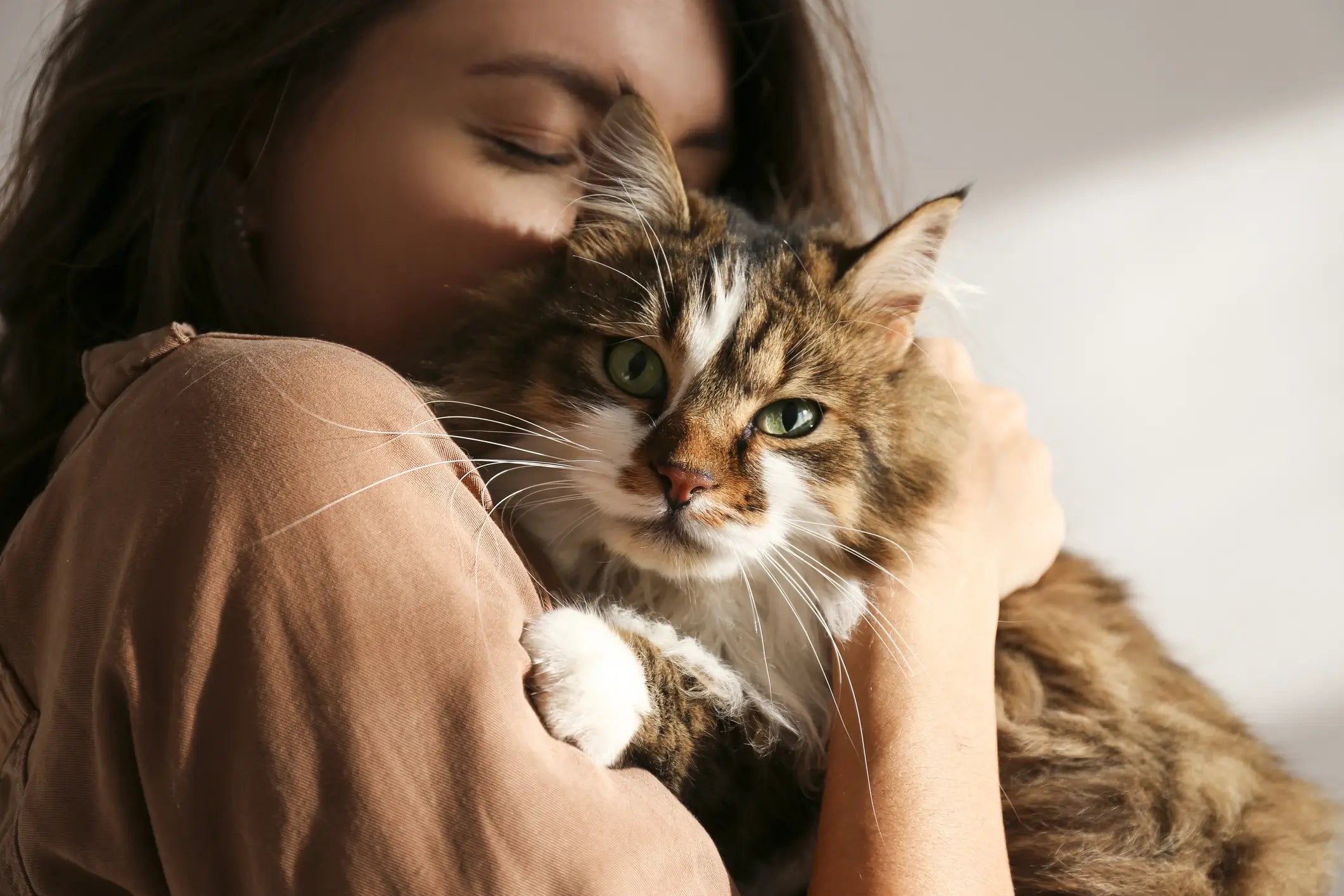 files/do-cats-love-their-owners_1.webp